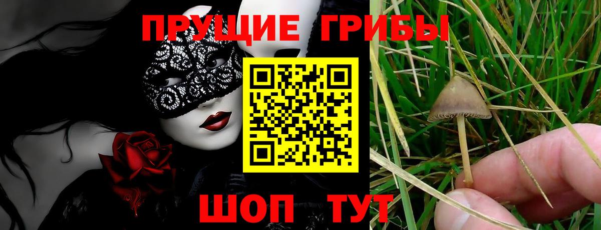 Касимов  где можно купить наркотик  Вход с VPN  Галлюциногенные грибы Magic Shrooms  Галлюциногенные грибы прущие грибы 